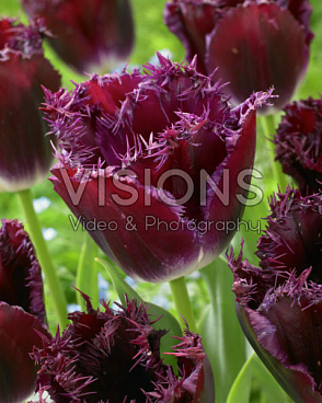 Тюльпан бахромчатый Перпл Кристал