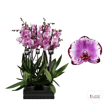Phal 2st Brother You 14+ (levo)