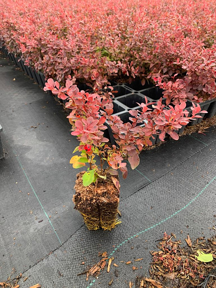 Барбарис тунберга Корал