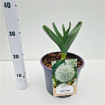 Allium White Giant.