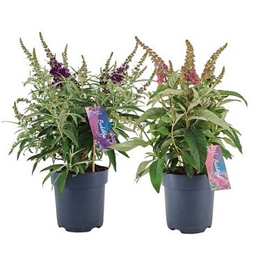 Buddleja Candy Mix