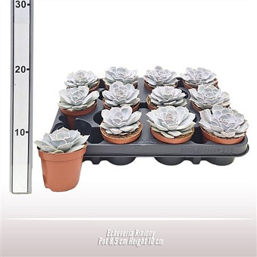 Echeveria Riniony