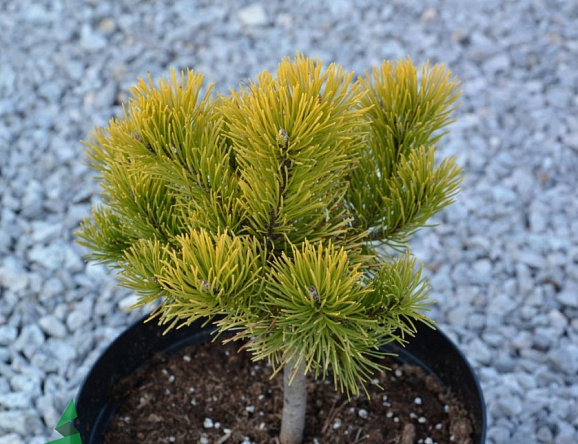 Сосна горная Пятра Краюлуй