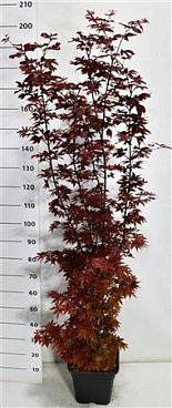 Acer Palm Twombly's Red Sentinel