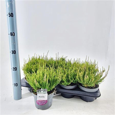 Calluna Gg Rosita