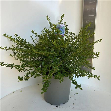 Ceanothus Thyr Repens