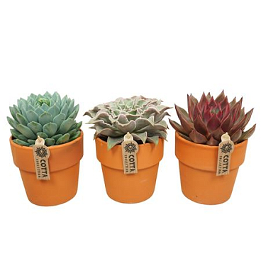 Echeveria Mix In Terracotta