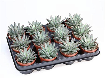 Echeveria Hybrid Nashira