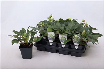 Helleborus Sternii