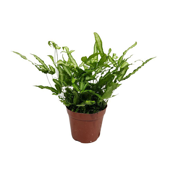 Адиантум Микс