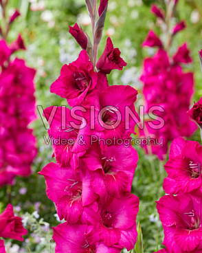 Гладиолус крупноцветковый Шоуберд