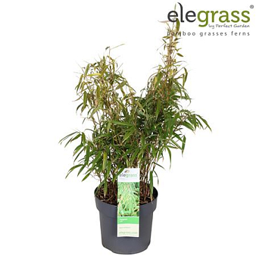 Fargesia Rufa Elegrass