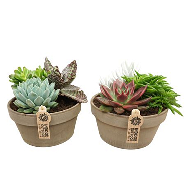 Succulent Arrangement Greybowl