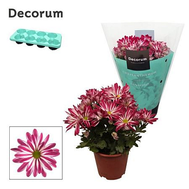 Chrys Margarita Bicolor Candy (decorum)
