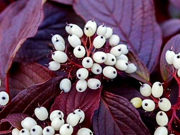 Дерен белый Сибириан Пёрлс