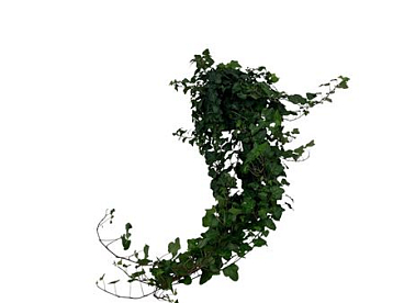 Hedera Wonder T-90