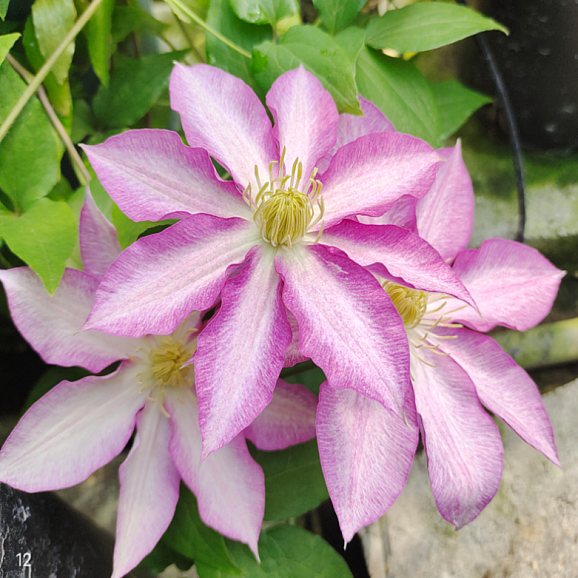 Клематис гибридный Яцухаси