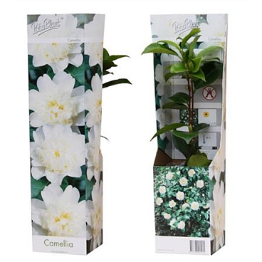 Camellia Japonica White
