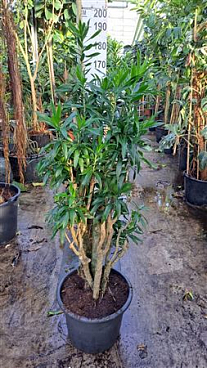 Dracaena Reflexa Pleomele Zwaar Vertakt 180