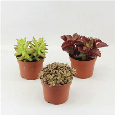 Succulent Mix Authum