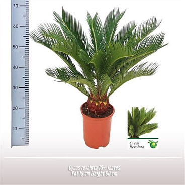 Cycas Revoluta 15+
