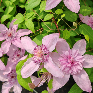 Клематис гибридный Мульти Пинк