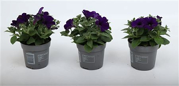 Petunia Tea Blue