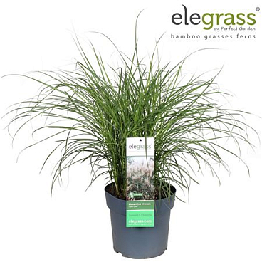 Miscanthus Sinensis Cute One