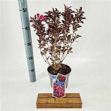 Weigela Florida Alexandra