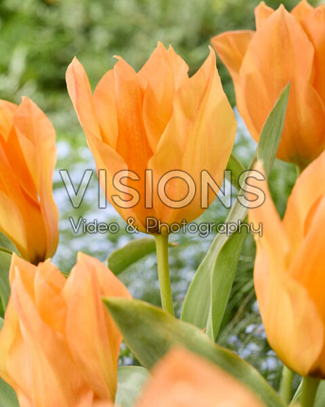 Тюльпан гибрид фостера Принцепс