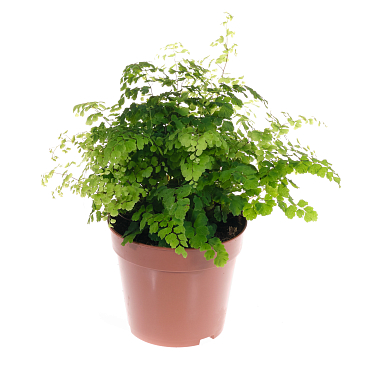 Адиантум Фрагранс