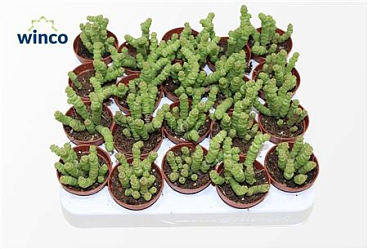 Crassula Marneriana Mini
