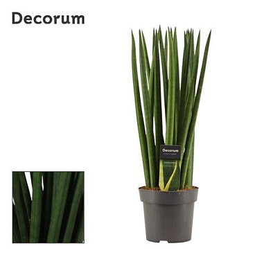 Sansevieria Cylindrica Spaghetti (dec)