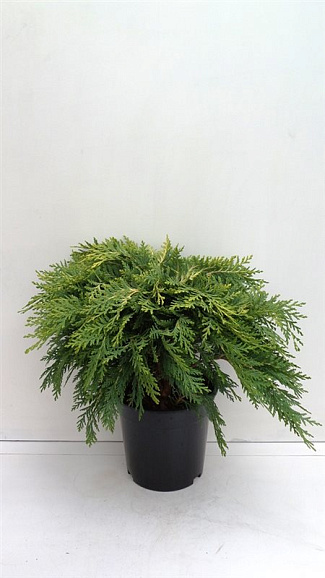 Кипарисовик лавсона Санкист