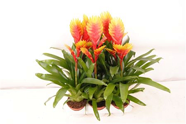 Vriesea Tosca