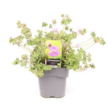 Geranium Cantabrigiense Karmina