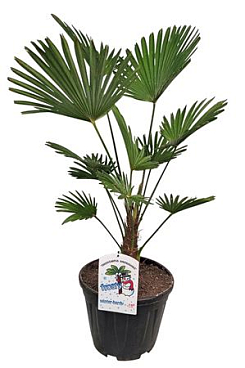 Trachycarpus Wagnerianus (nl)