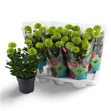 Chrys Flowerpops Mono Green 5pp