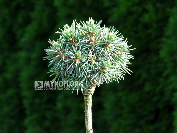 Ель энгельмана Талбот Лейк штамб