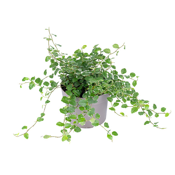 Фикус пумила Уайт Санни