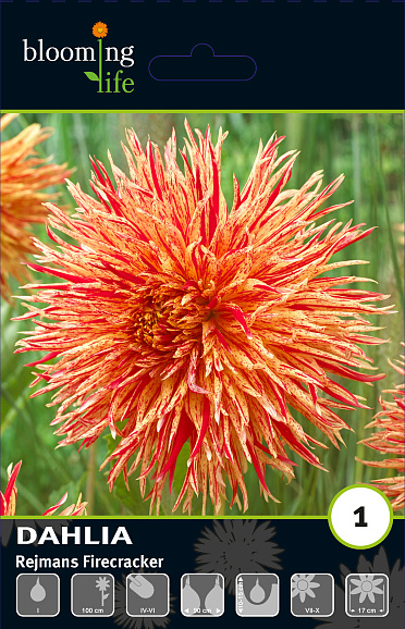 Георгина фимбриата Рейманс Файеркракер