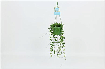 Hoya Puber Hanging