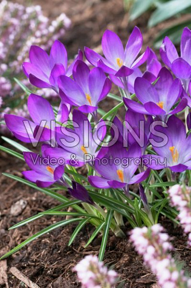 Крокус томазини Руби Гиант