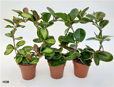 Hoya Mix Bow