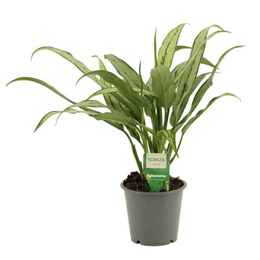 Aglaonema Cutlass