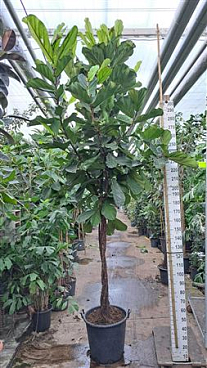 Ficus Lyrata Multistam On Stem