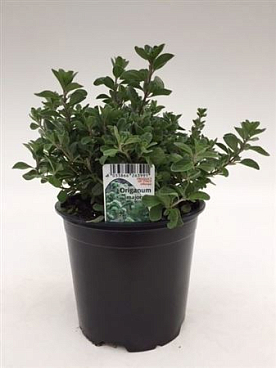 Origanum Majorana
