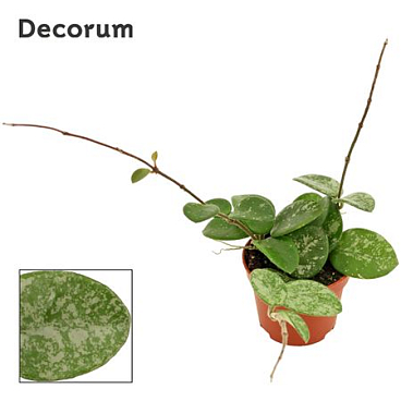 Хойя Матильда Всплеск (декорум)