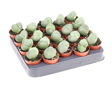 Pleiospilos Nellii Single