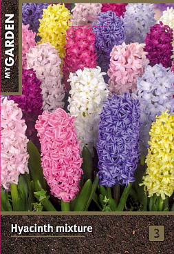 Гиацинт садовый Микс